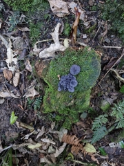 Gerronema waikanaense