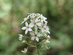 Lysimachia pentapetala