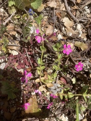 Saponaria calabrica