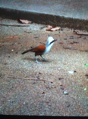 Garrulax leucolophus