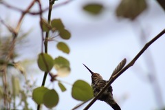 Cynanthus latirostris