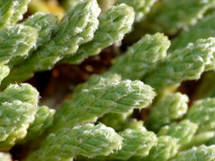 Kelleria tessellata