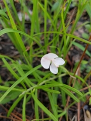 Tephrosia spicata