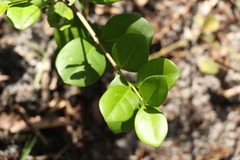 Cyclophyllum coprosmoides