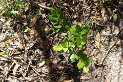 Cyclophyllum coprosmoides