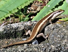 Trachylepis striata
