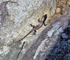 Trachylepis striata