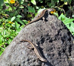 Trachylepis striata