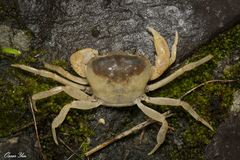 Geothelphusa bicolor