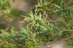 Leucopogon pimeleoides