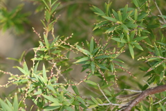 Leucopogon pimeleoides