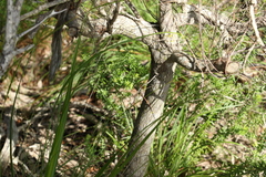 Leucopogon pimeleoides
