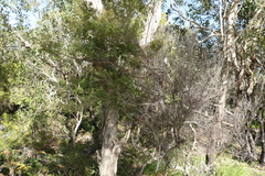 Leucopogon pimeleoides