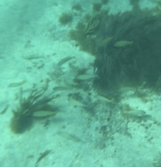 Haemulon flavolineatum