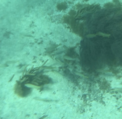 Haemulon flavolineatum