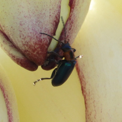 Pseudoluperus maculicollis