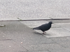 Columba livia domestica
