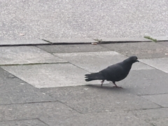 Columba livia domestica