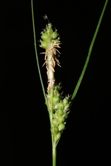 Carex caroliniana