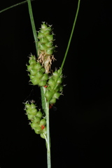 Carex caroliniana