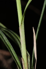 Carex caroliniana