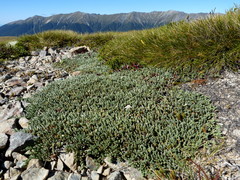 Kelleria tessellata