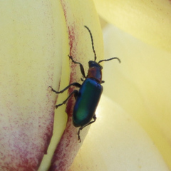 Pseudoluperus maculicollis