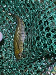Fundulus lineolatus