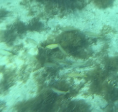 Haemulon flavolineatum