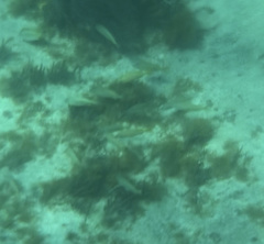 Haemulon flavolineatum