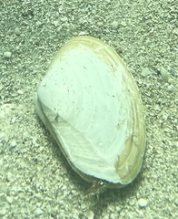 Leporimetis ephippium
