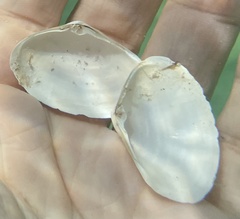 Leporimetis ephippium