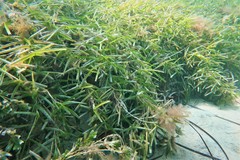 Amphibolis griffithii