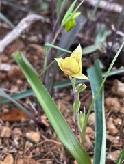 Calochortus amabilis × tolmiei