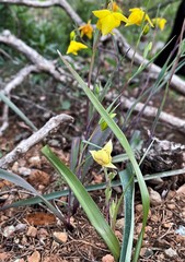 Calochortus amabilis × tolmiei