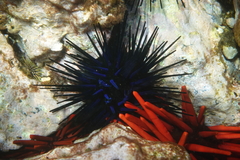 Echinothrix diadema