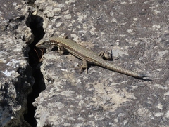 Podarcis muralis