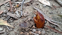 Abantiades atripalpis