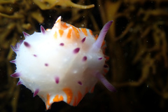 Mexichromis macropus