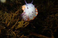 Mexichromis macropus