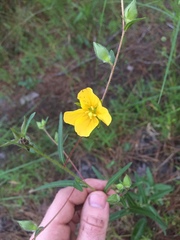 Ludwigia hirtella