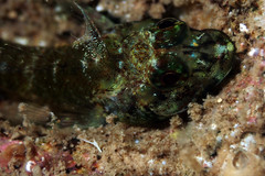 Helcogramma decurrens