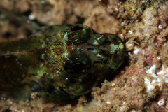 Helcogramma decurrens