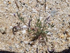 Astragalus nuttallianus cedrosensis