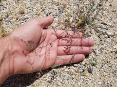Astragalus nuttallianus cedrosensis