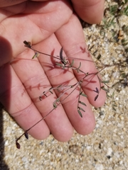 Astragalus nuttallianus cedrosensis