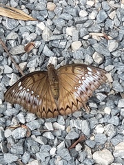 Bassarona teuta goodrichi