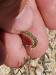 Astragalus nuttallianus cedrosensis