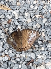 Bassarona teuta goodrichi