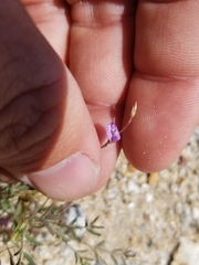 Astragalus nuttallianus cedrosensis